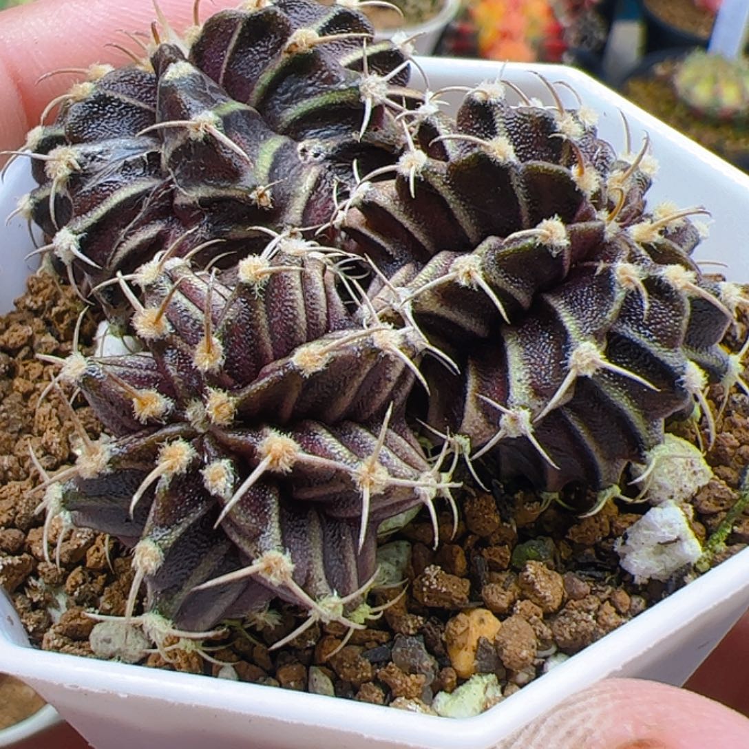 当前无花栽培后可以开花678