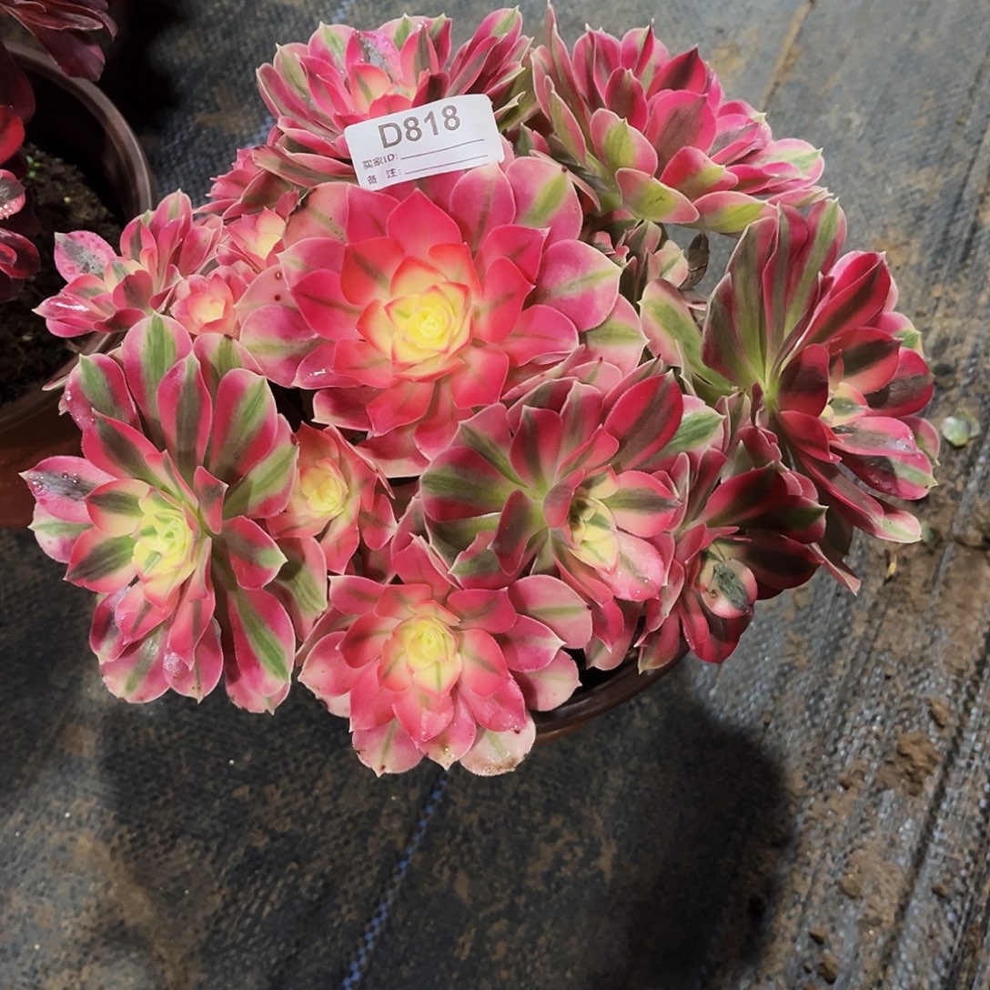 完全开放多肉植物818粉女巫