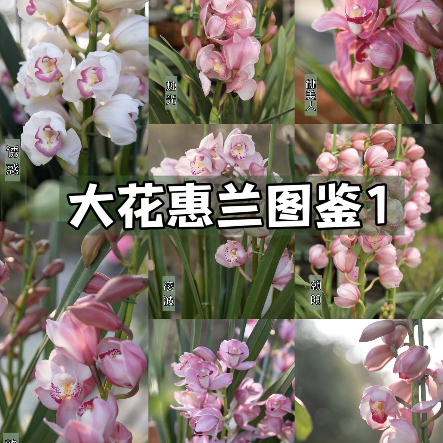 【一物一拍】大花惠兰年宵花带花剑发货