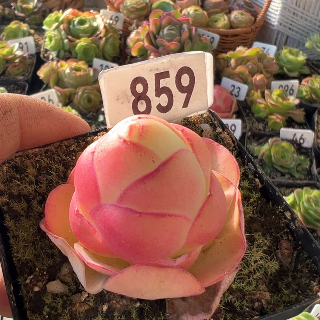 红唇859山地玫瑰多肉