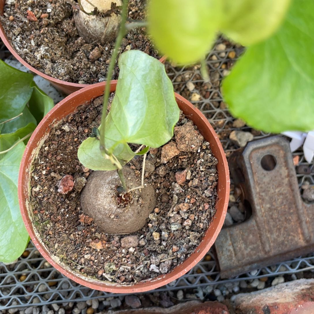 无花朵南非龟甲龙