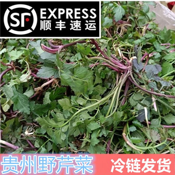 贵州特产新鲜野芹菜脆嫩红色小叶芹菜生长酸菜贵州野菜时令蔬菜