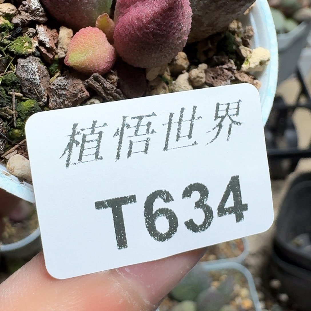 634盒多肉植物哇f g