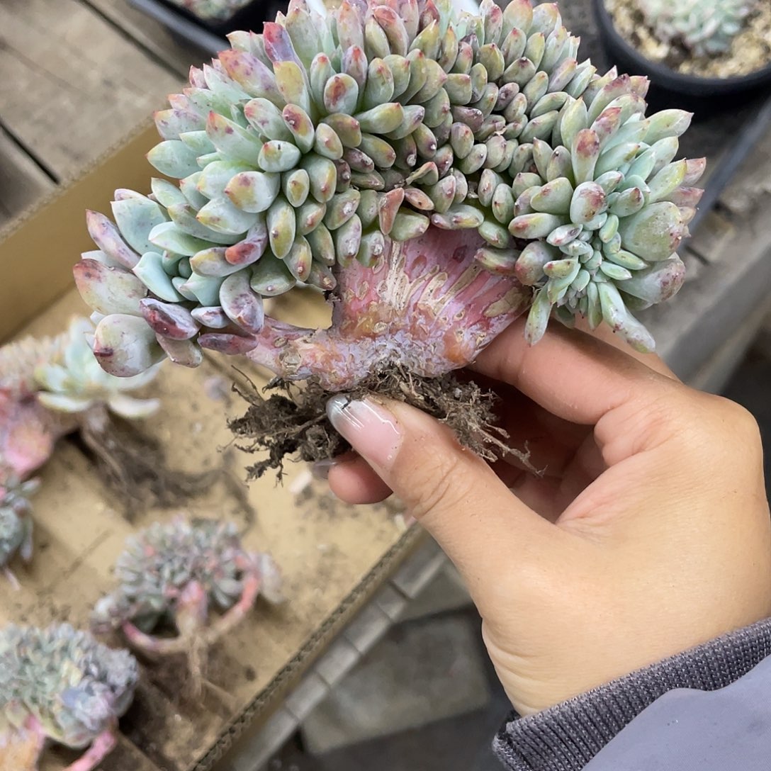 实生星影缀化一个。    