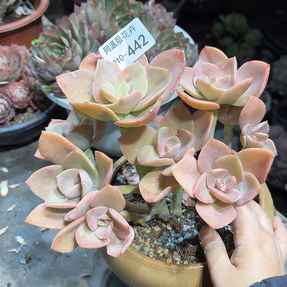 同温层多肉赫氏442