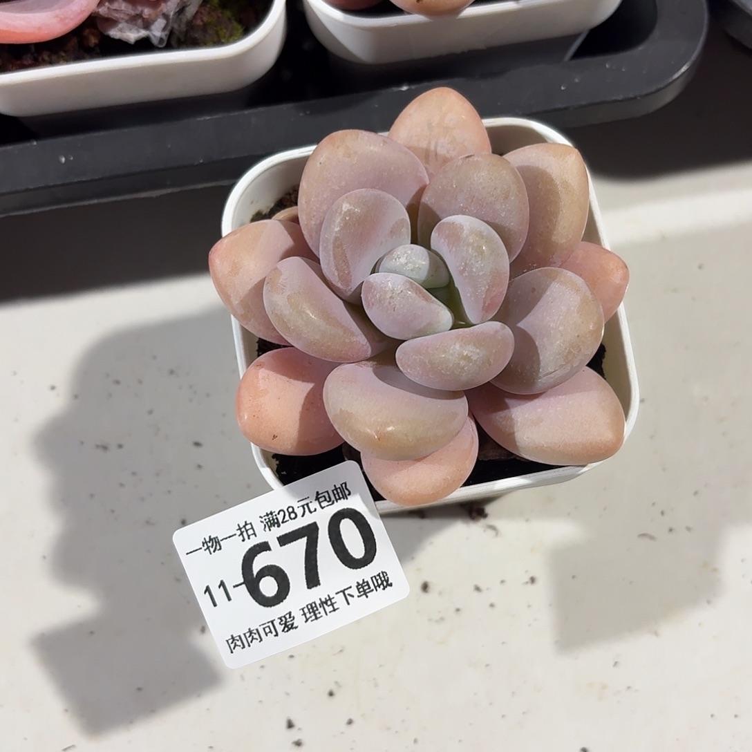 粉兔无盆土发货无盆