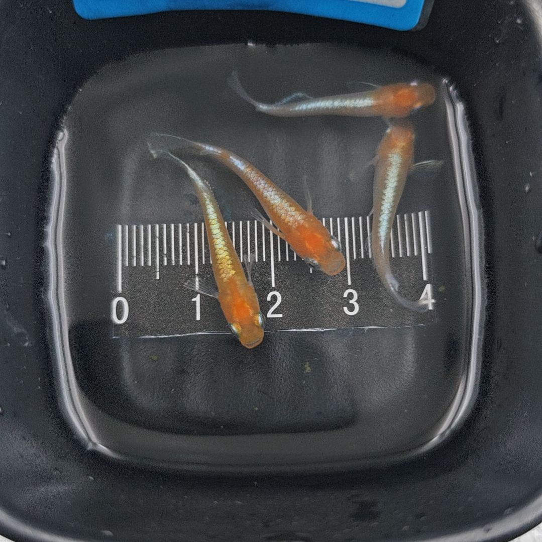 青鳉鱼观背青鳉，青铜红白一组公母搭配