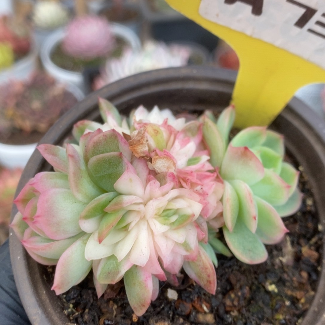 737仙影缀锦锦锦锦锦