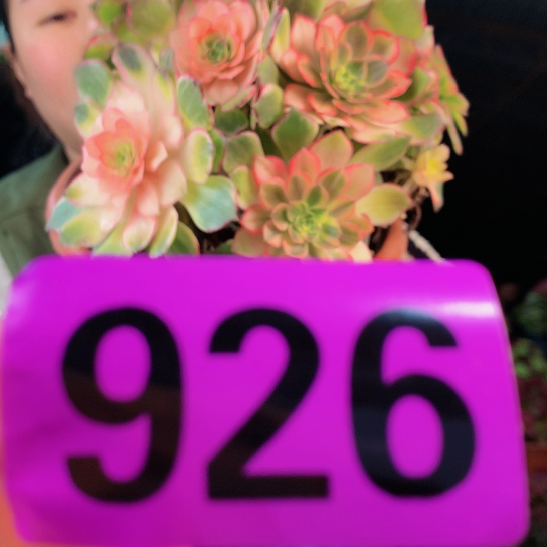 Ssssssssssssssssssssssss926