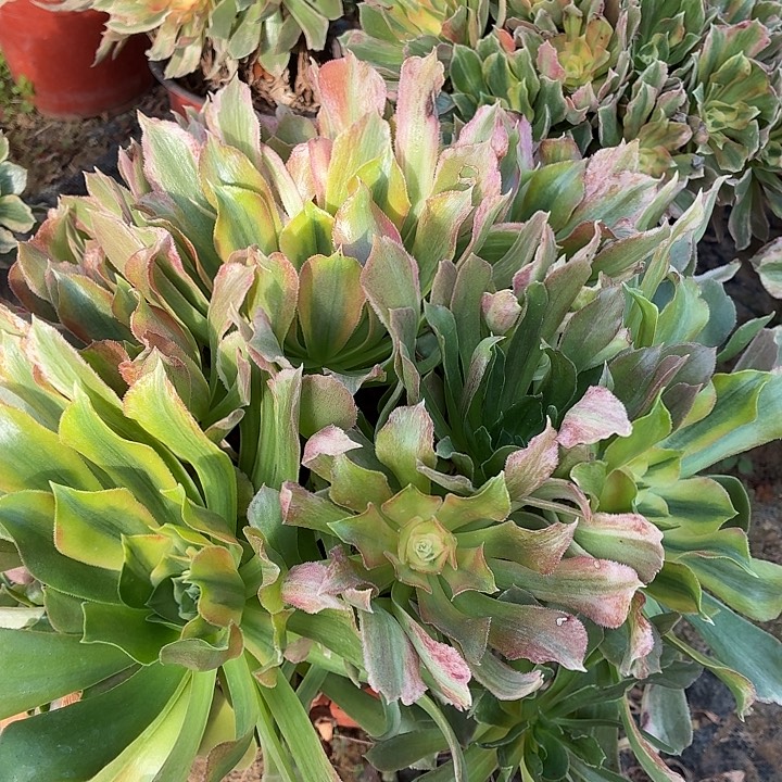 七彩光辉一棵脱土发货