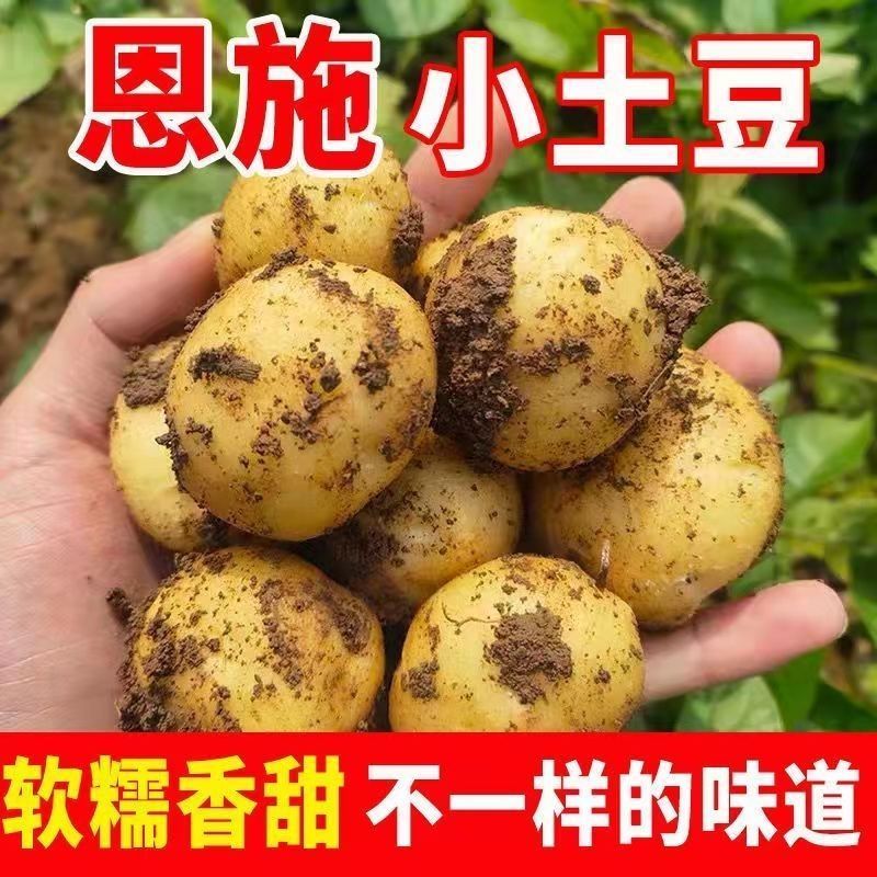  湖北恩施小土豆新鲜现挖高山洋芋农家自种蔬菜整箱迷你黄心土豆