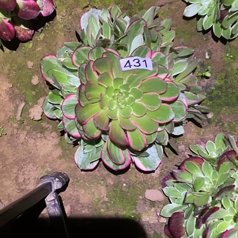 多肉植物法师431粉花妖