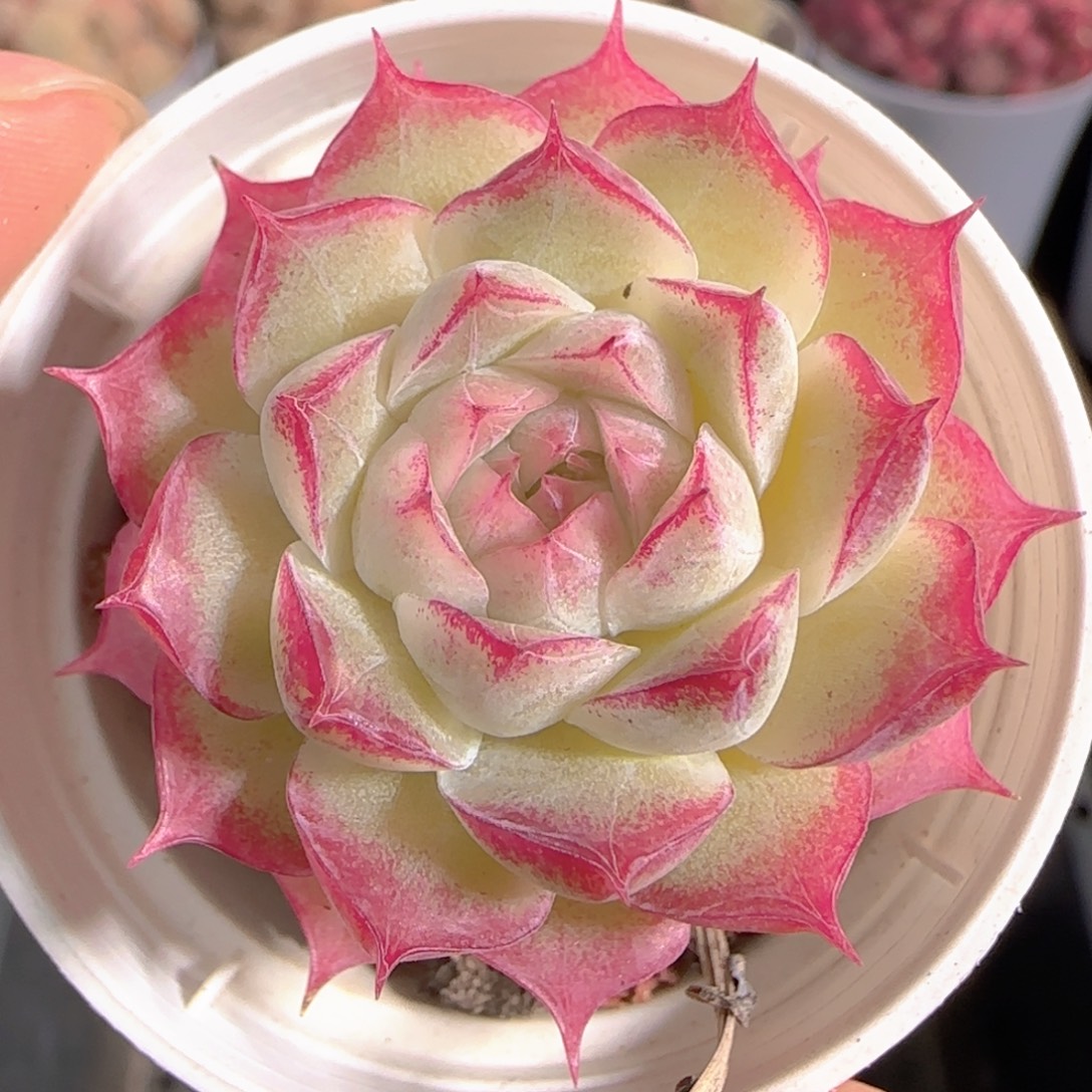 多肉1230-144女王玫瑰