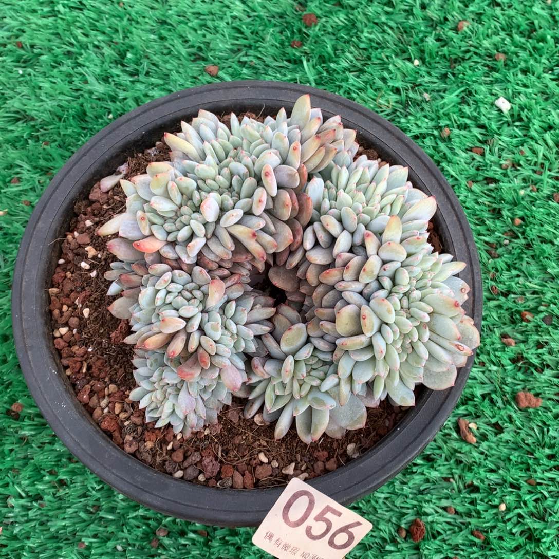 056橙子缀多肉植物