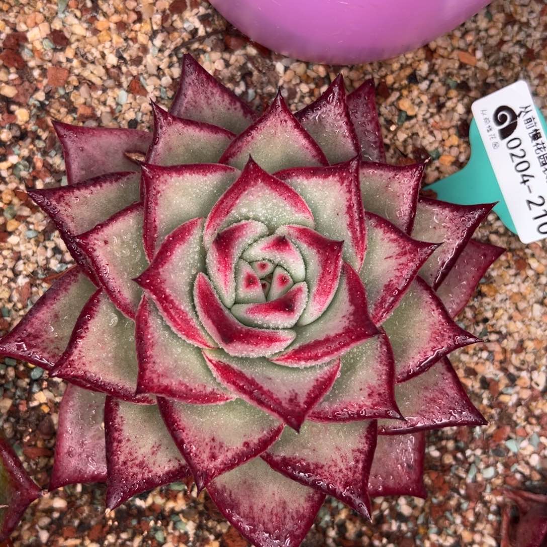 多肉一物一拍0204-210