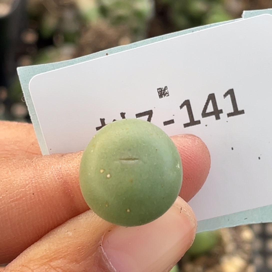 7-141大g苗多肉植物