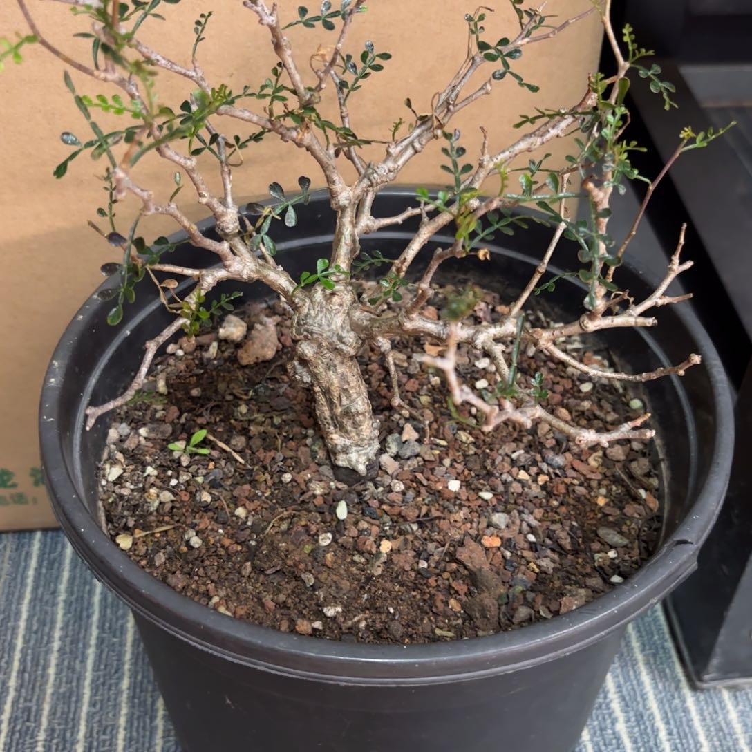 木  象足漆树实生带盆土