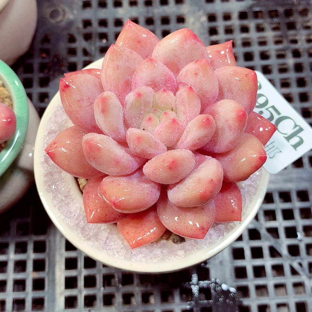 5厘米盆精控多肉895