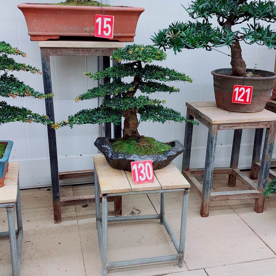 完全开放盆景园林盆景