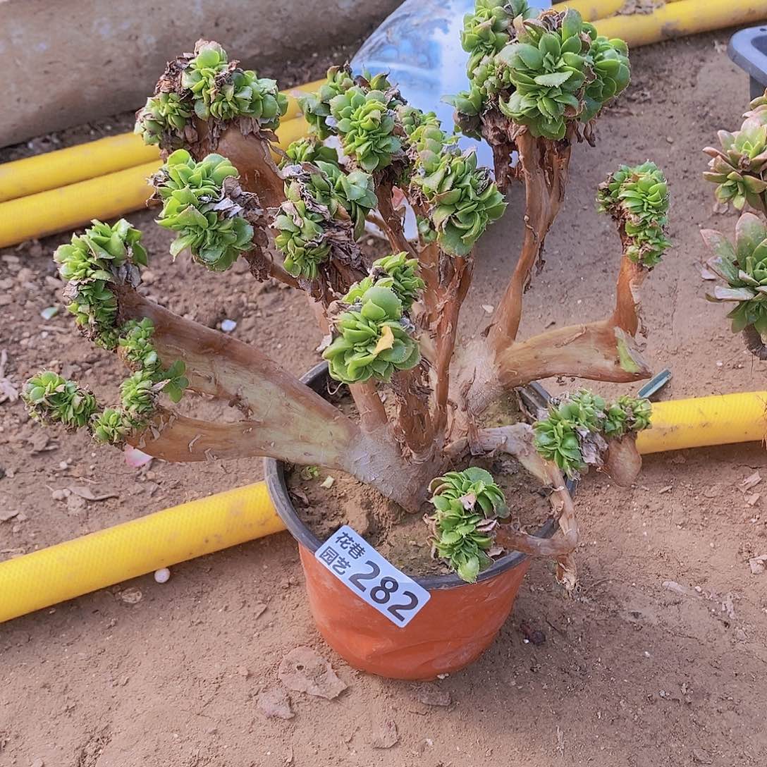 282 号一物一拍多肉植物