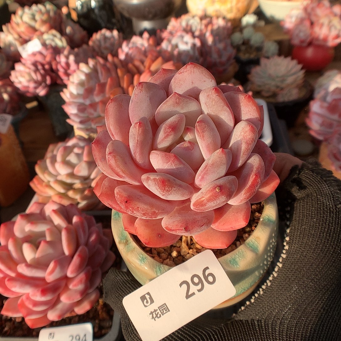 296日本雪天使多肉