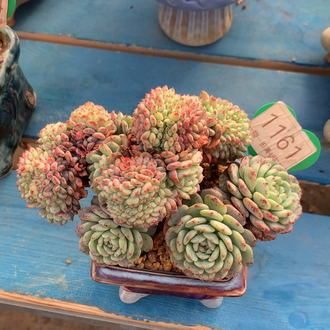 白胖子树缀一物一拍1161