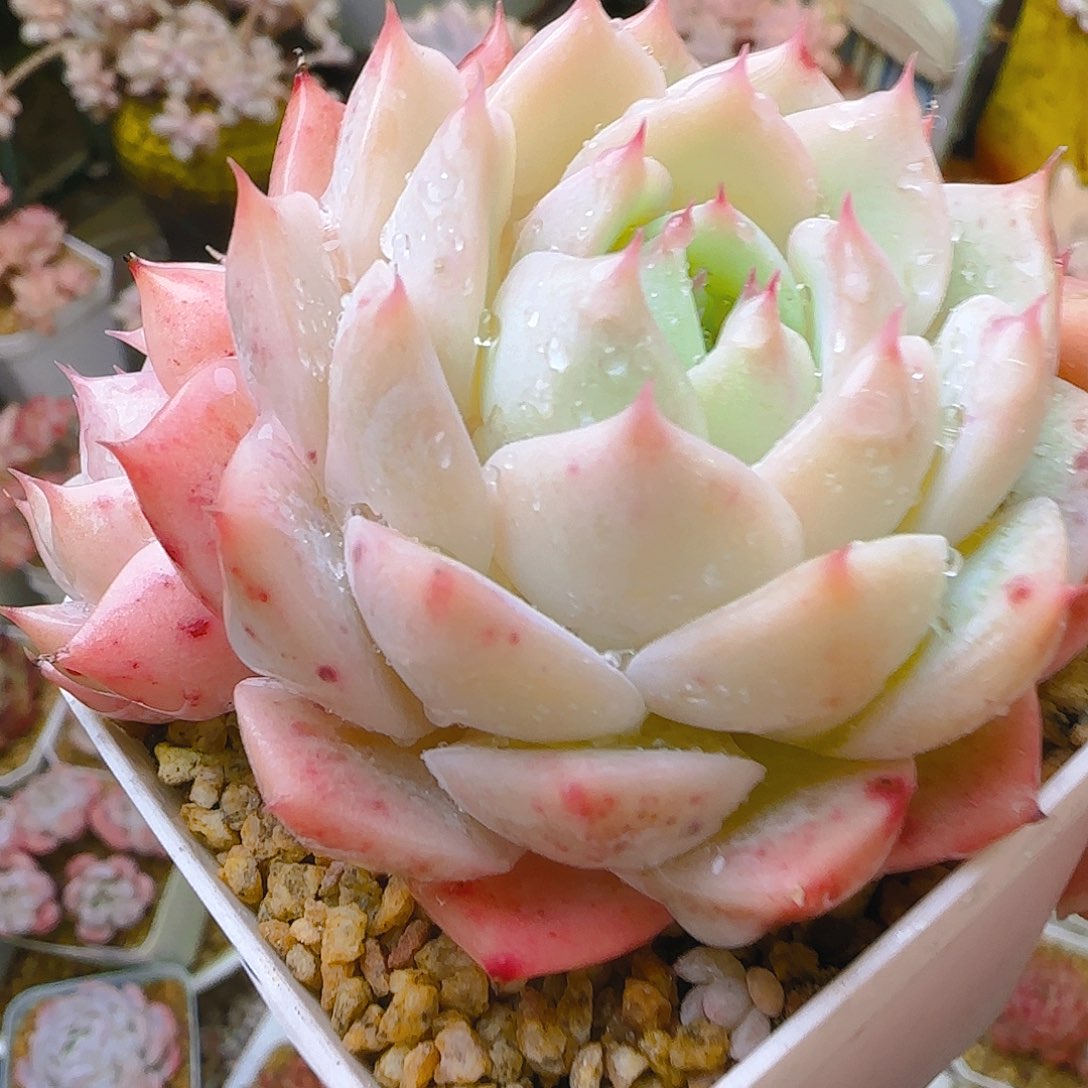 T P优选，197、仙农出品