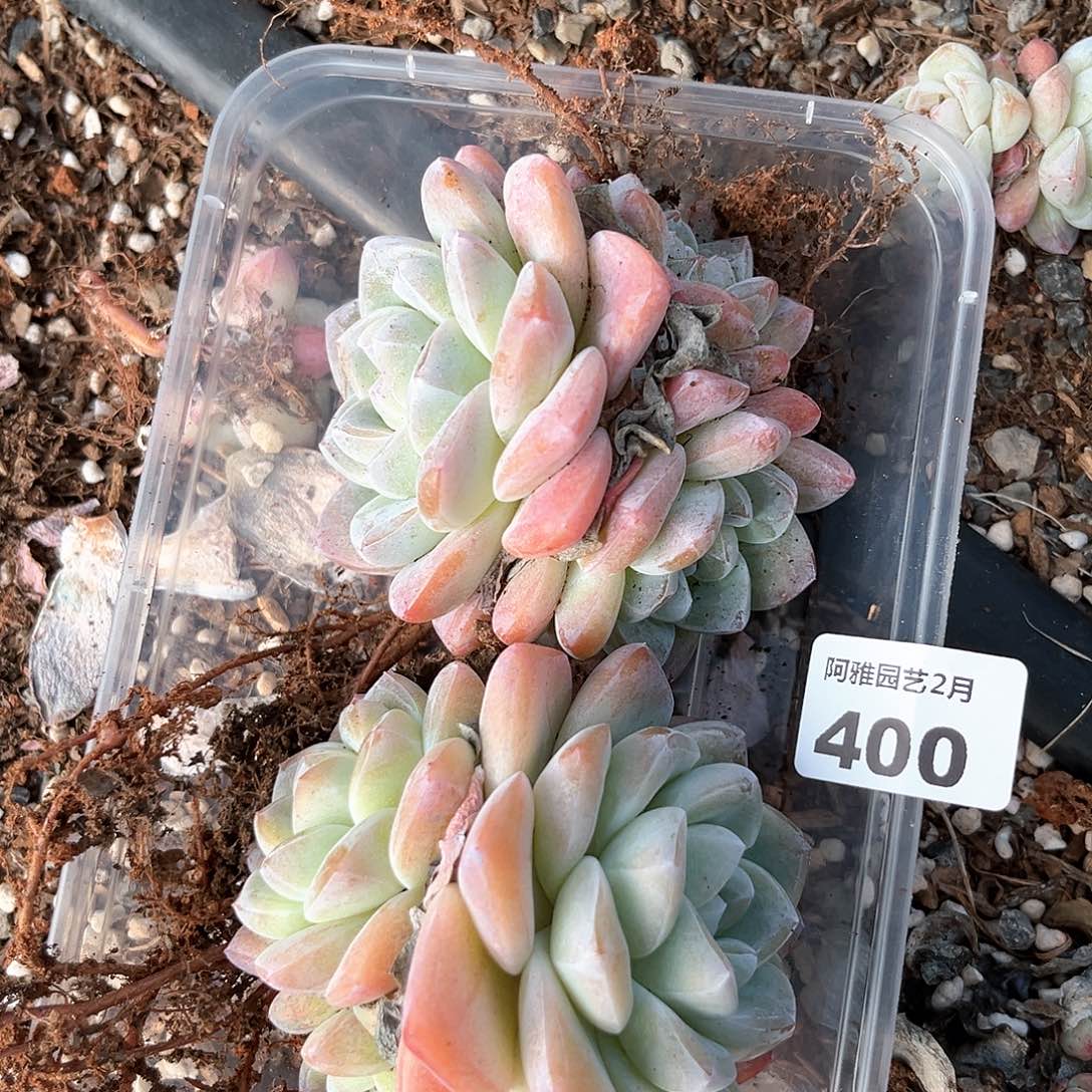 阿雅园艺。             带桩400