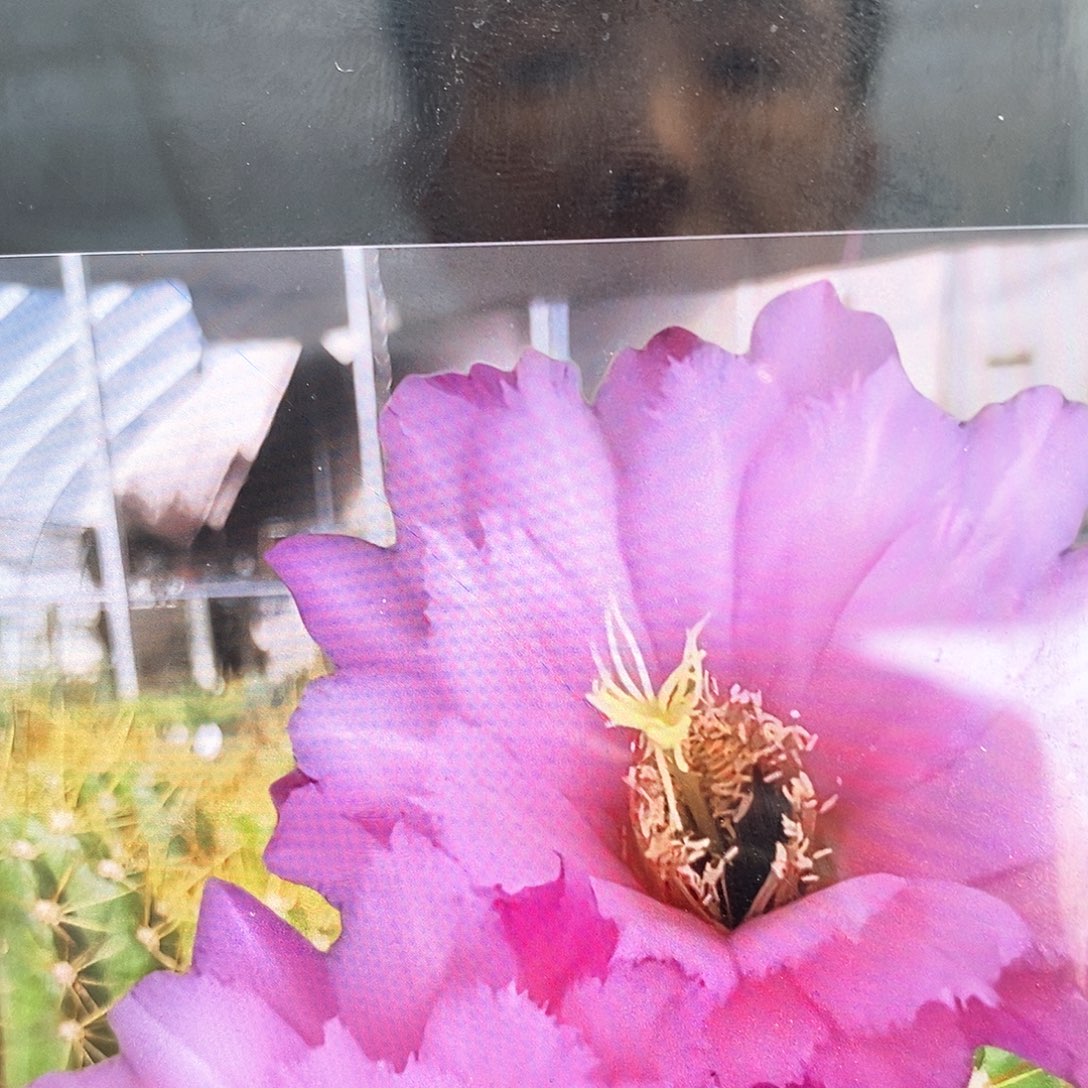 毛 保罗/侧芽歪20包邮/5公分