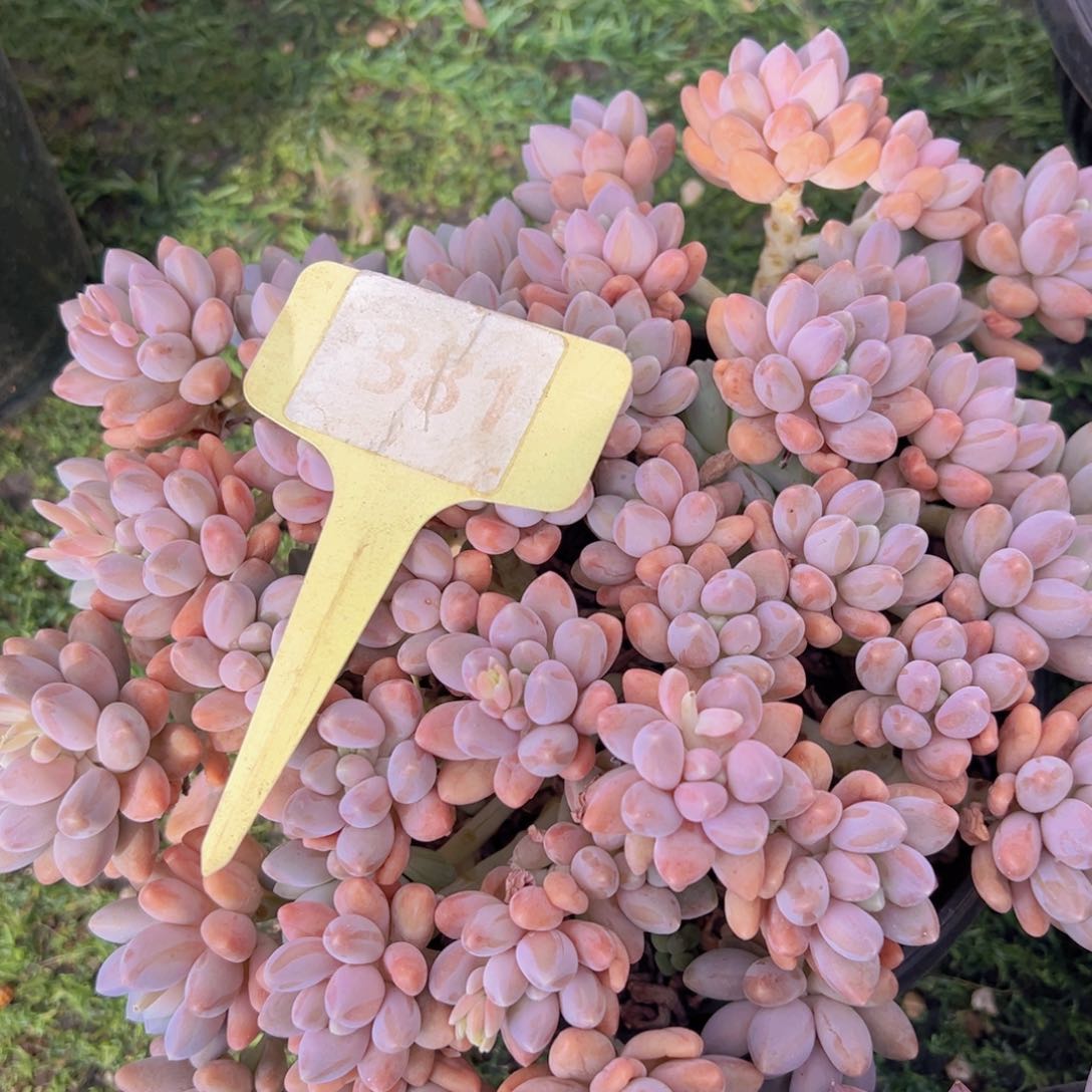 香玉的故事是一个人的故事吗