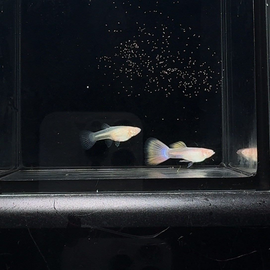 孔雀鱼金粉欧翼1对