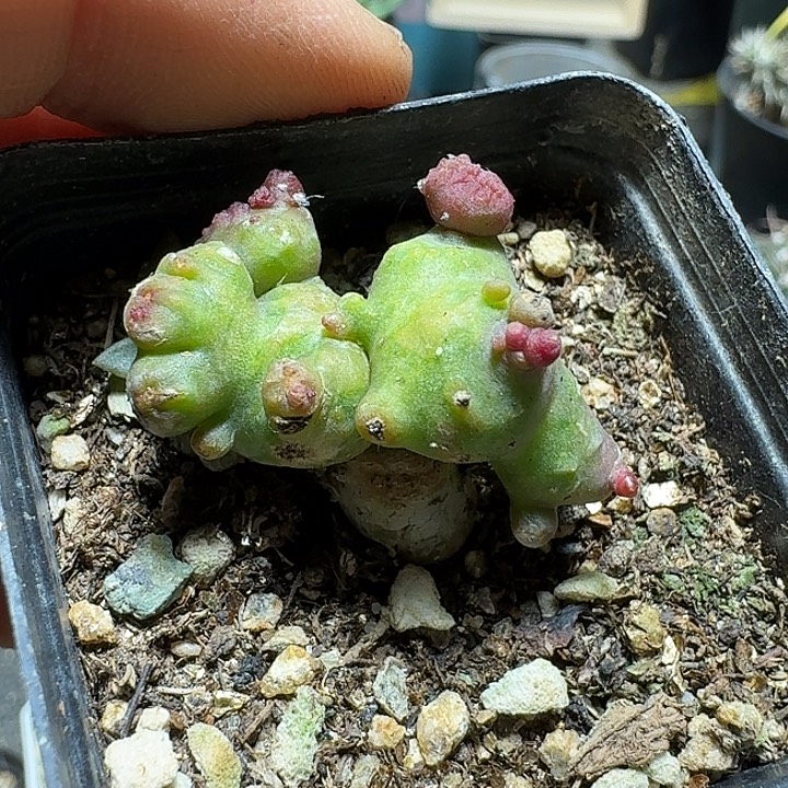 571程程柱石化缀化带盆发货