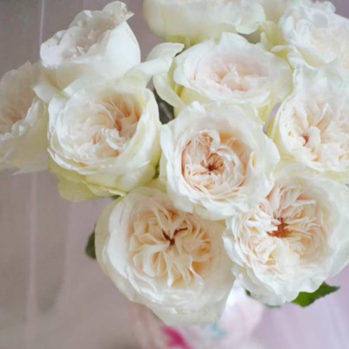 悠米花园【贝拉】2加根接 大花月季丰花勤花耐热 云南