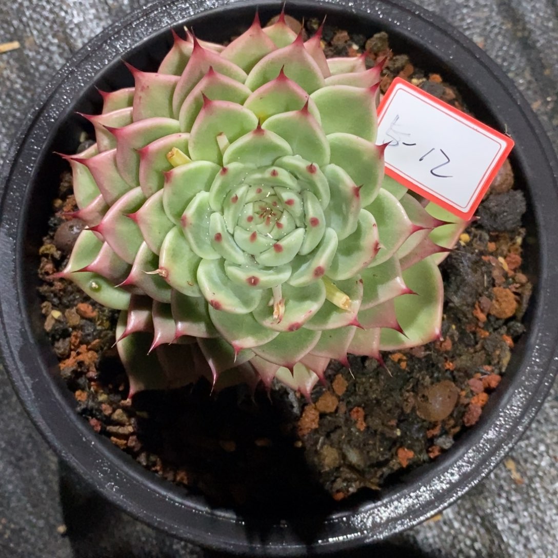 柔*福利大漏5-12        