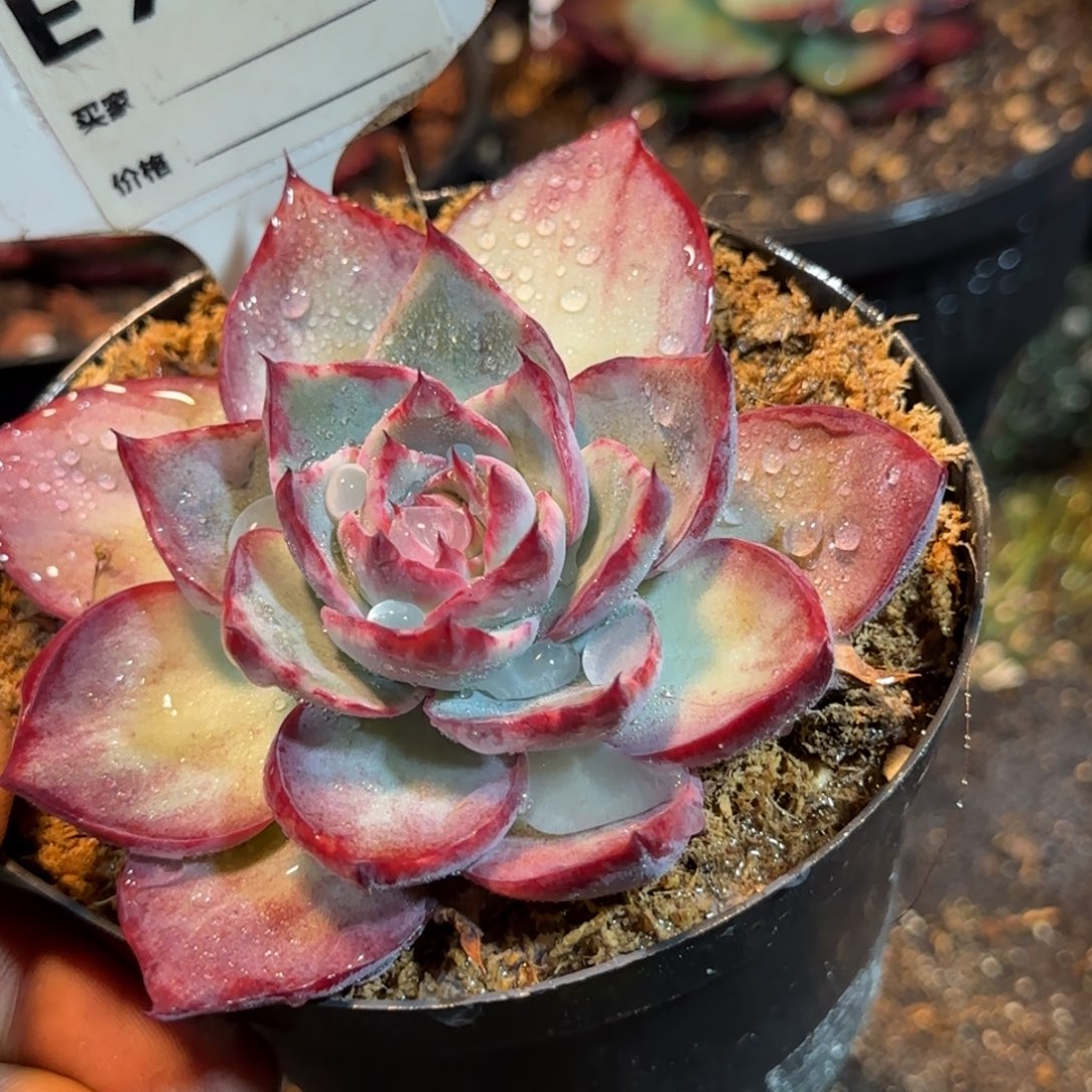 惊鸿一物一拍包装收缩花旱766