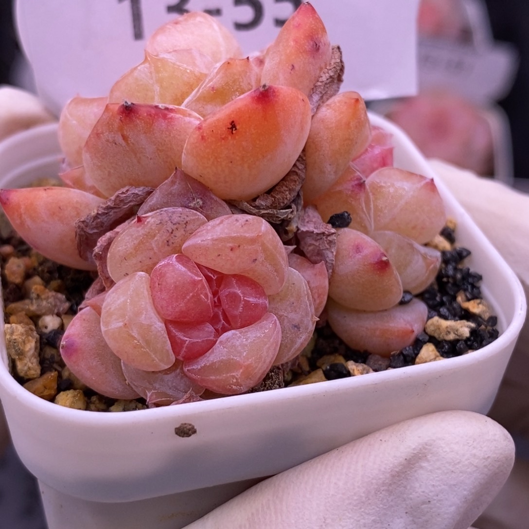 【闪购商品】13-55
