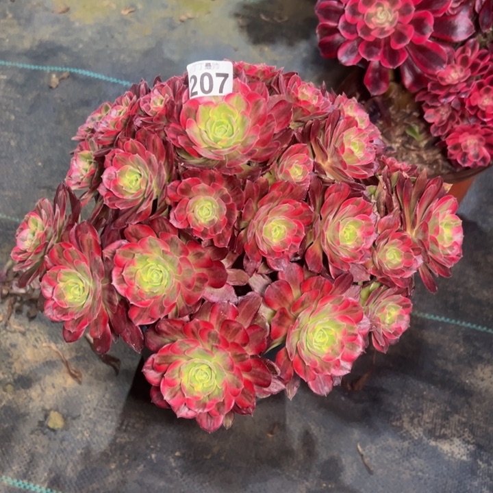 安娜207多肉法师一物一拍