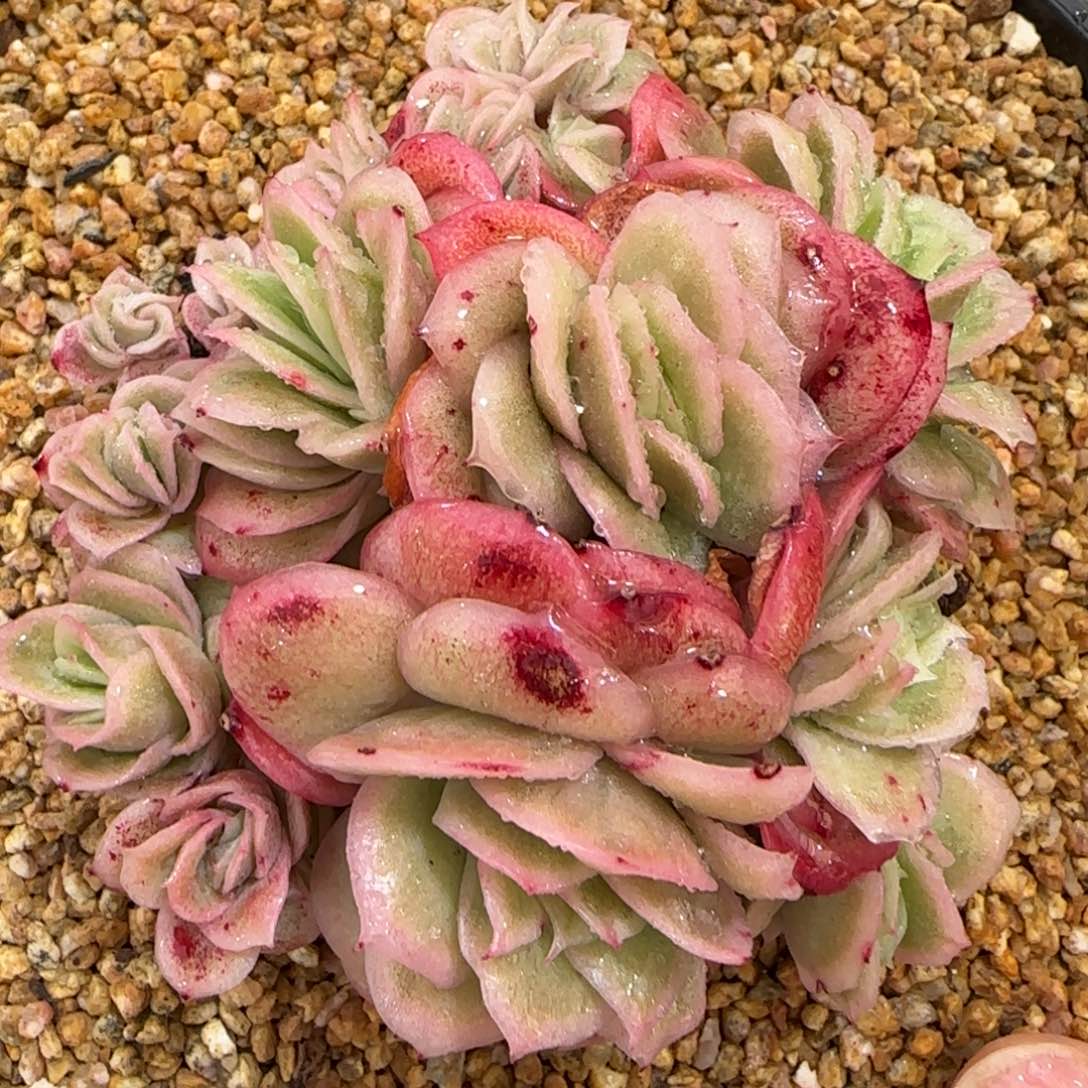 从前慢花园精选小号冰玫瑰锦