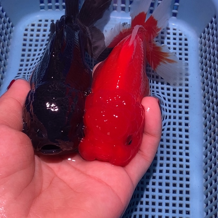 绿毛龟公母搭配泰狮