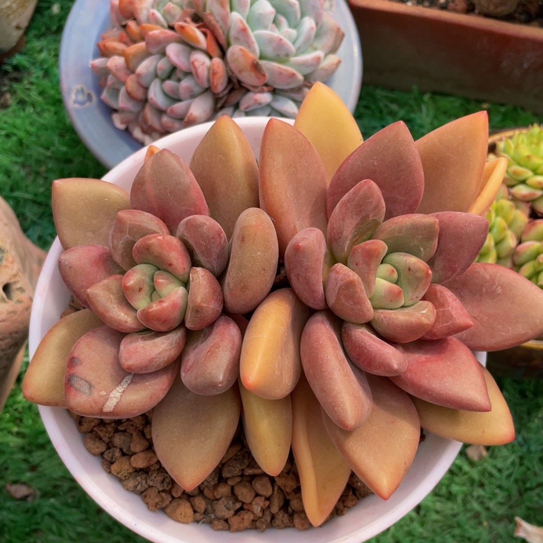 多肉植物盆栽多肉
