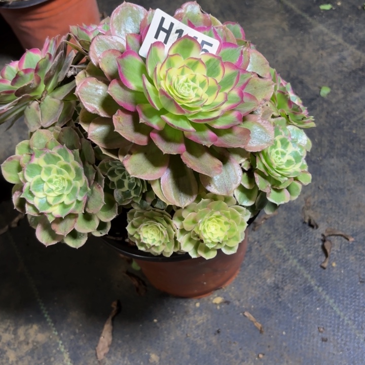 瑞妈，。。？。。。145千禧