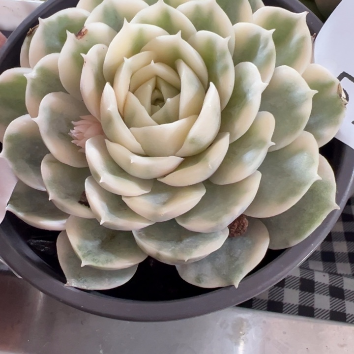 昂斯诺多肉植物574