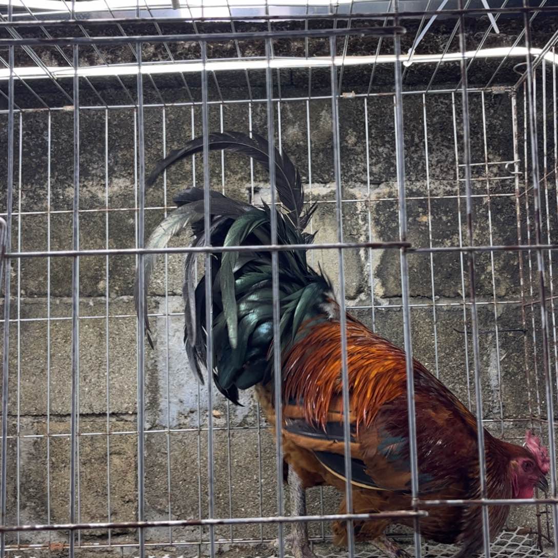 惯***。长尾鸡凤凰象限斗杂公鸡一只