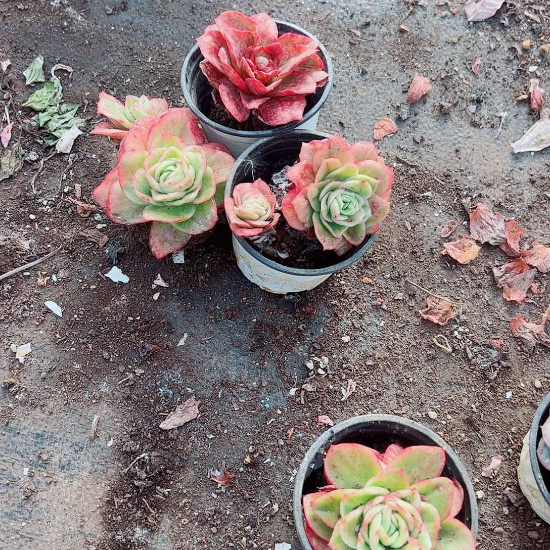 冰玫瑰锦精控三盆