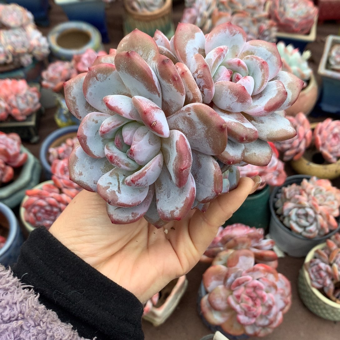 6透哈哈哈哈哈哈哈哈哈冰玉石榴籽