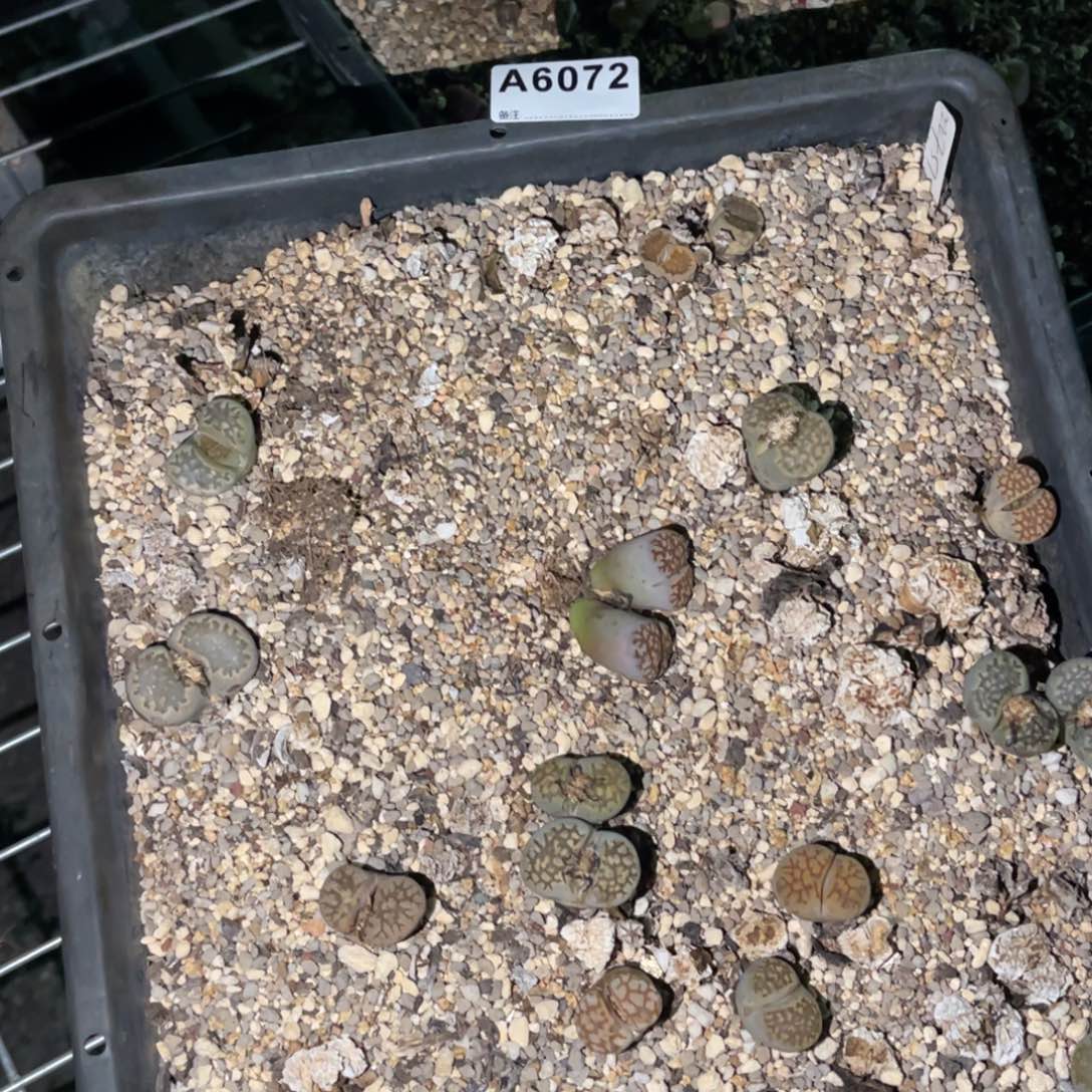 6072福利筐1不售后