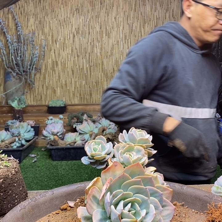 晨***m50号白凤多肉植物