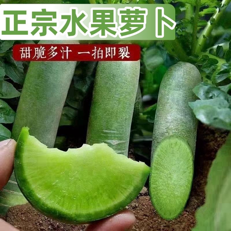 水果萝卜新鲜现挖脆甜爽口适合生吃