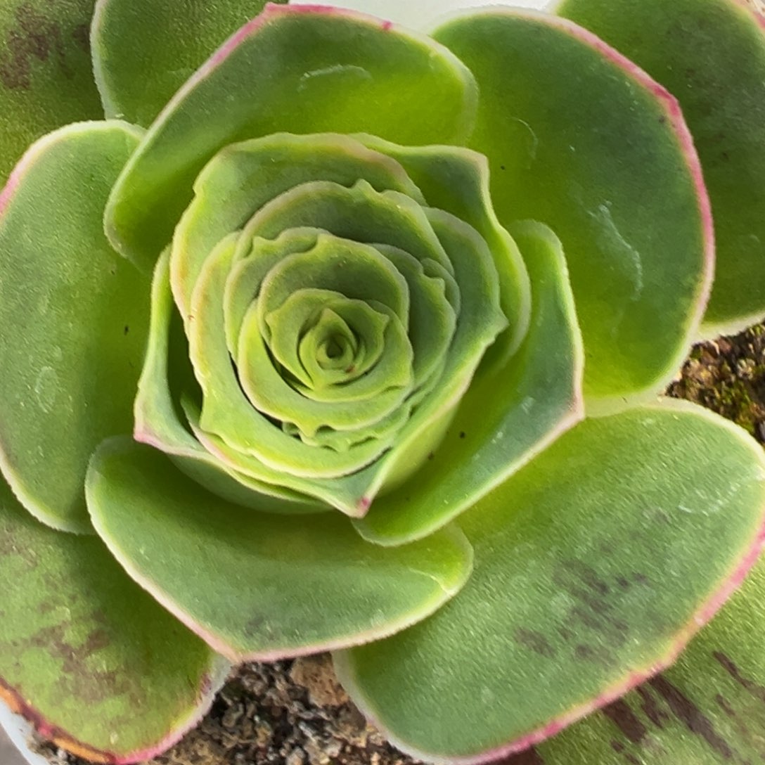 HR515胭霞X各种贵货福利蕾丝