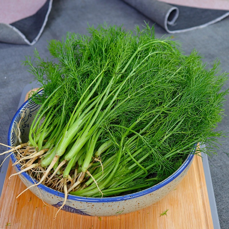 【天泽甄选】新鲜茴香农家自种2斤±2两（顺丰包邮）茴香